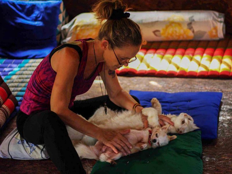 Animal Reiki Healing and Reiki retreats session